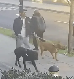 Detectives investigating a dog attack that left an 11-year-old girl in hospital have released video footage of the dogs and their owner –…