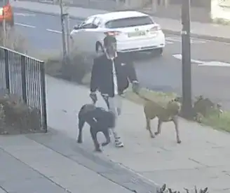 Detectives Investigating A Dog Attack That Left An 11-year-old Girl In Hospital Have Released Video Footage Of The Dogs And Their Owner