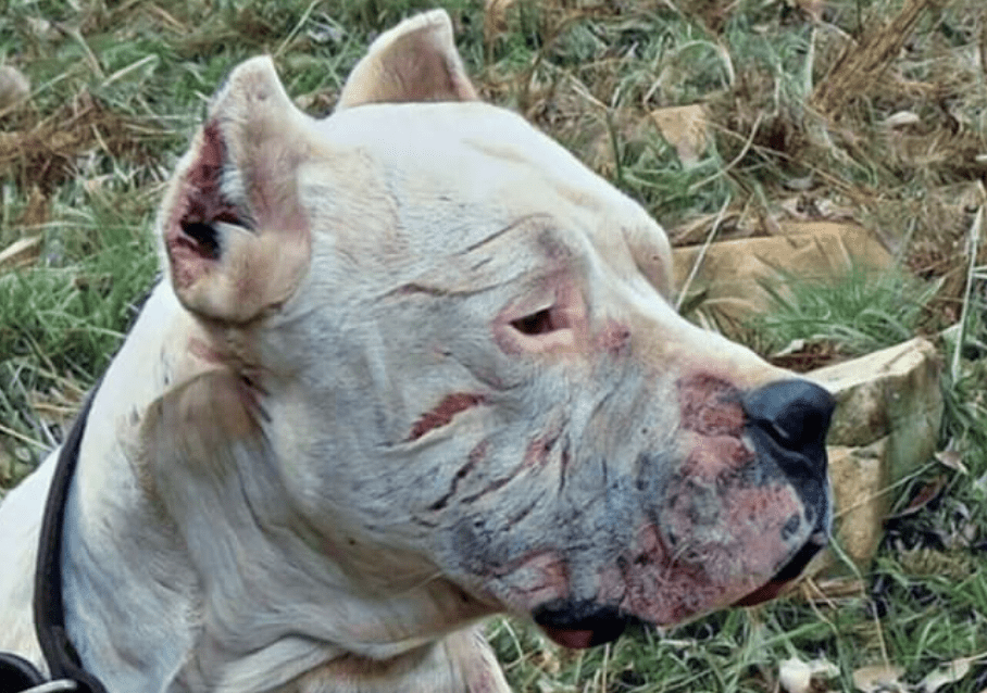 A Brave Dog Risked His Life To Fight Off A Puma And Save Two Young Kids