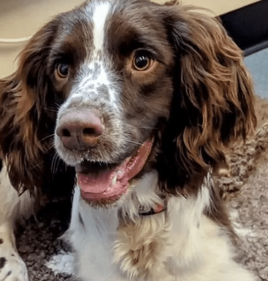 Police Assisted In The Recovery Of A Border Force Sniffer Dog That Went Missing While On Duty Near An Airport