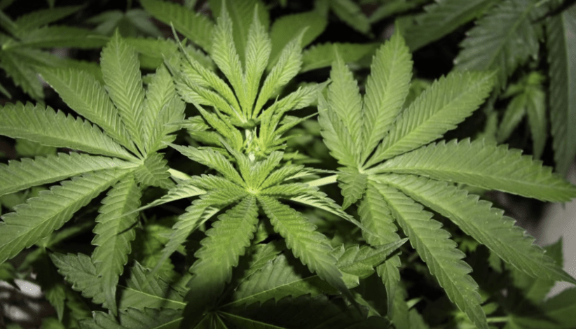 Two Men Have Appeared In Court After Police Found Large Cannabis Grows When They Raided Two Industrial Units