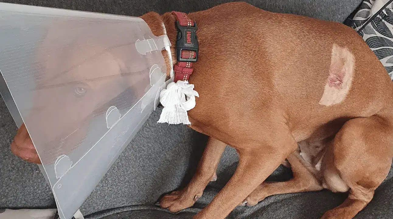 Weimaraner Dog Attack at Gedling Park Spurs Police Hunt for Owner