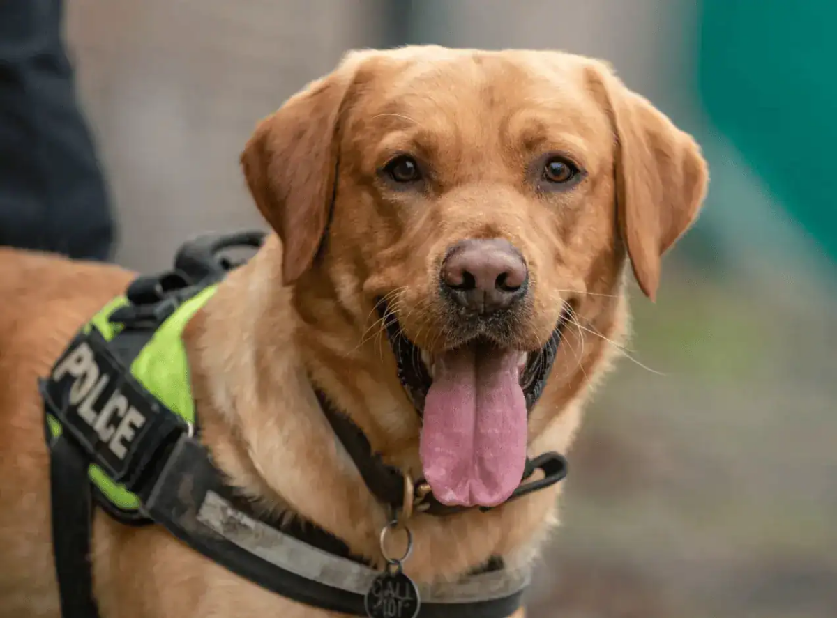 The man was arrested after the police dog sniffed drugs coming from him