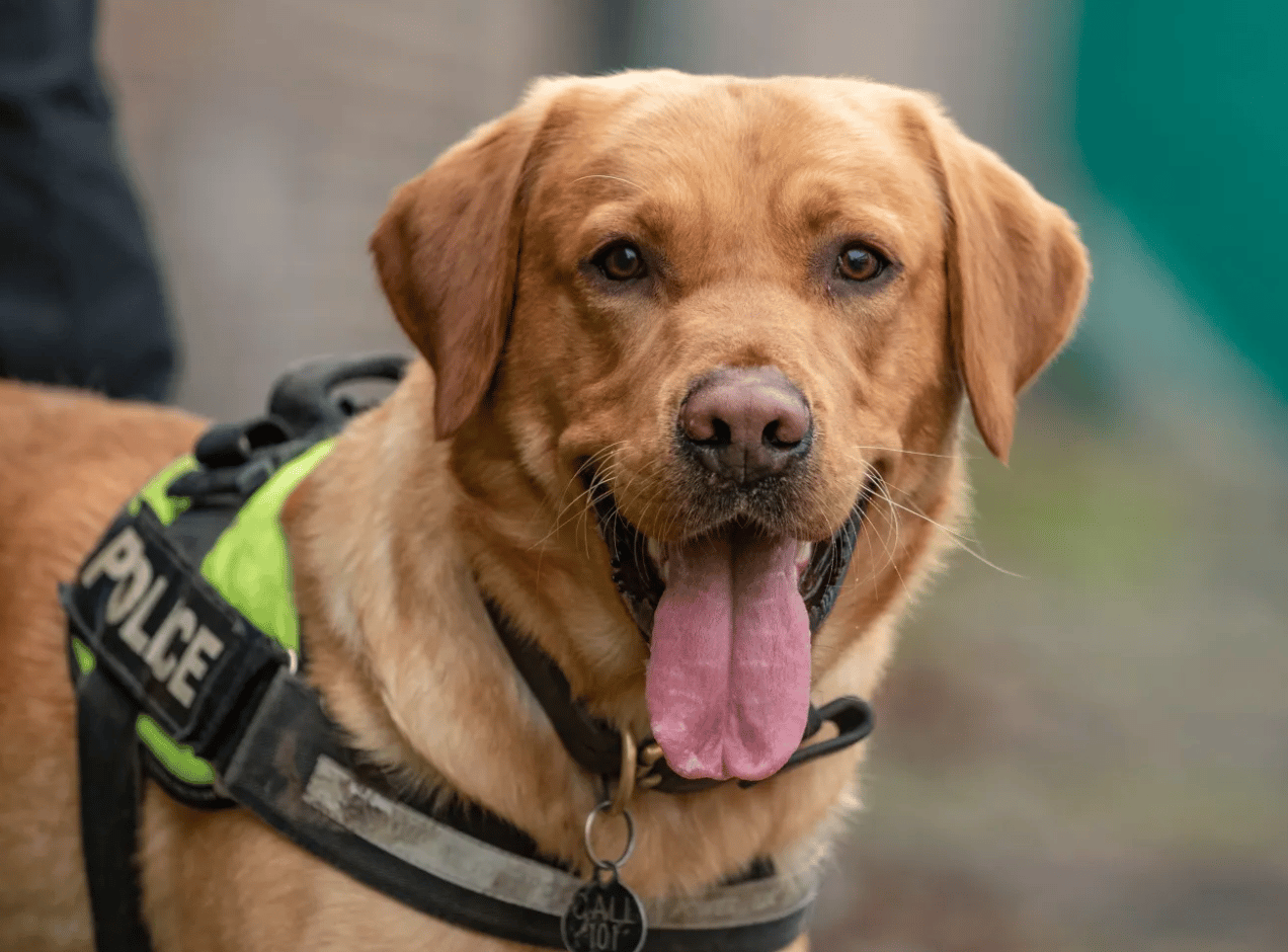 The Man Was Arrested After The Police Dog Sniffed Drugs Coming From Him