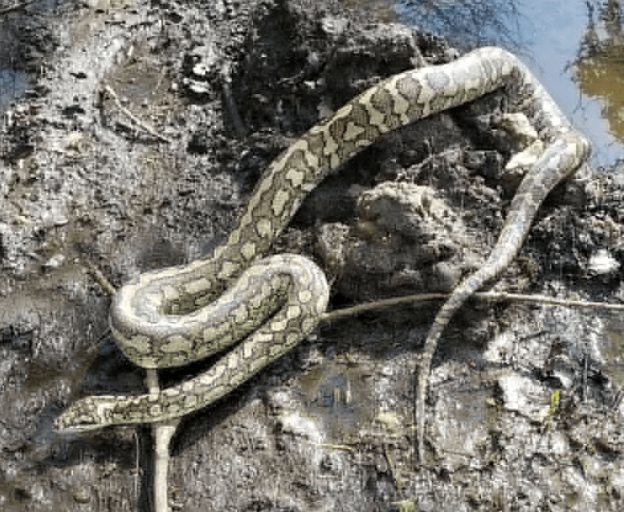 Police Have Appealed To Find This Snake