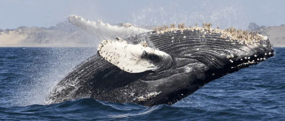 Tragic End for Giant Sperm Whale as It Strands and Dies on Cleethorpes Beach