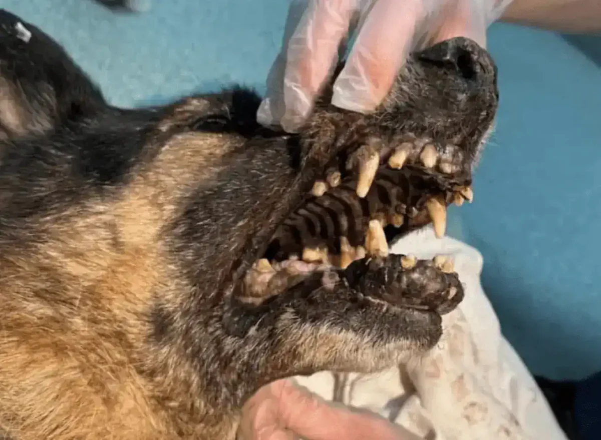 Rspca Appeal After German Shepherd Was Found In “the Worst Condition”