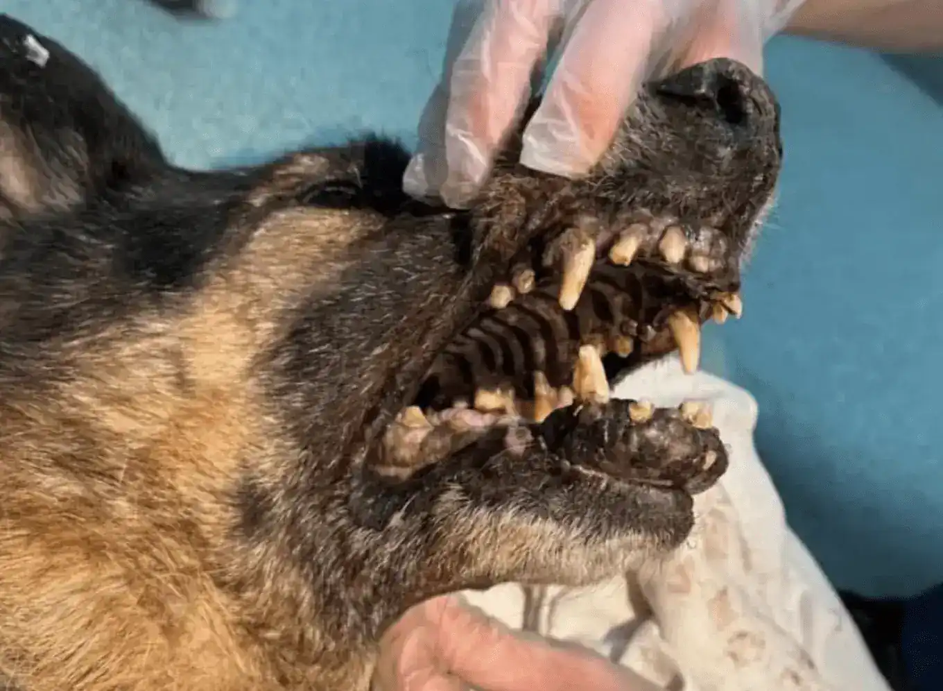 Rspca Appeal After German Shepherd Was Found In “the Worst Condition”
