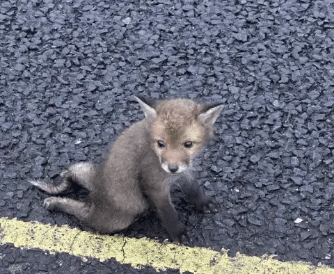 A paralysed fox cub was sighted in Alver Valley on Saturday morning and was helped to safety from the road