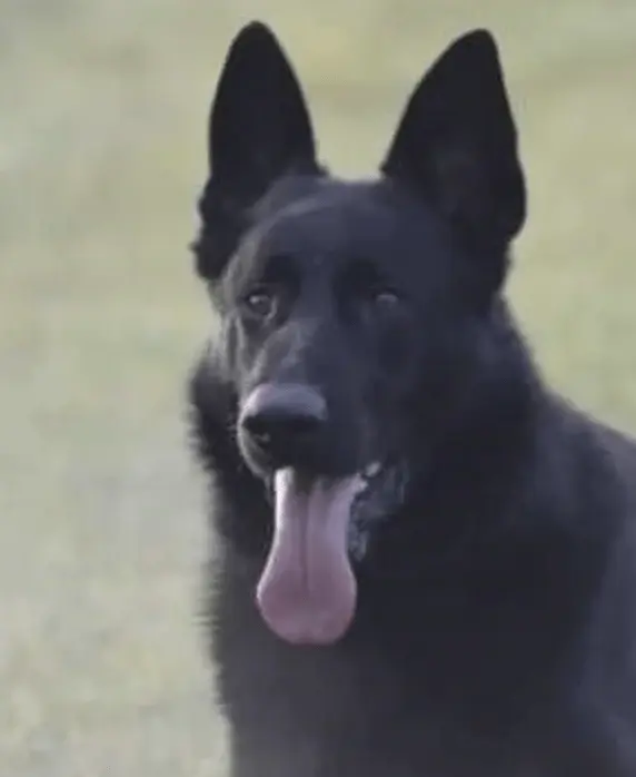 Man Jailed After Throwing Firework Towards Officers And A Police Dog