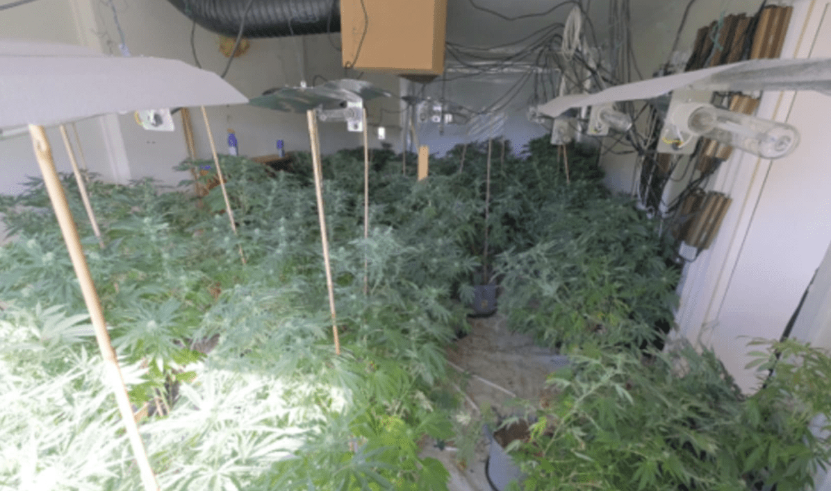 Police Have Foiled A Cannabis Factory In Beeston After A Tip-off From A Member Of The Public