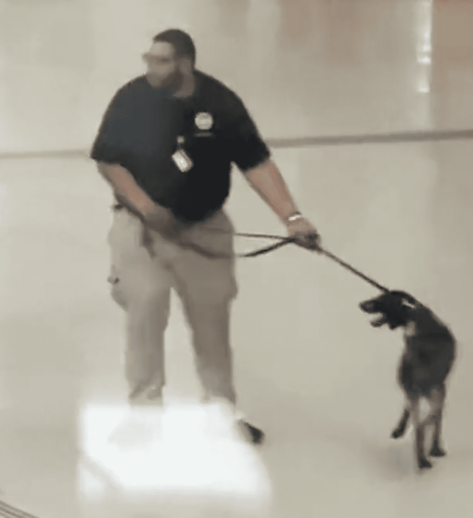 Tsa Slams 'unacceptable' Footage Of Agent Forcibly Yanking Bomb-sniffing Dog's Lead