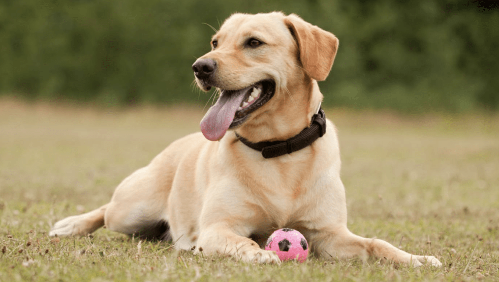 Dog Owners Warned of Fatal Toxic Algae Threat Near Lakes and Rivers
