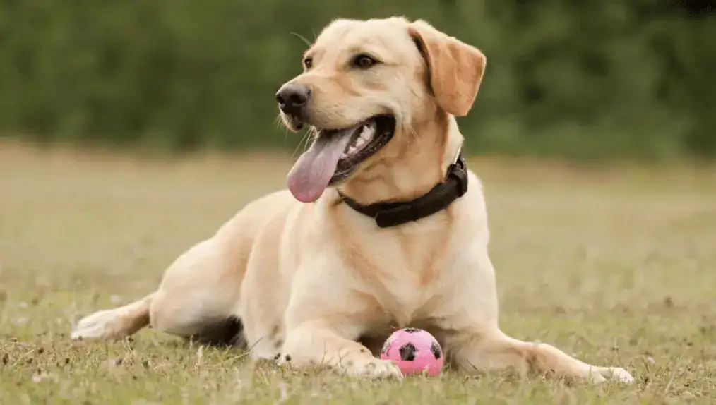 Rising Pet Theft Sparks Police Warning: Lock Up Your Dogs Now or Risk Jail Time