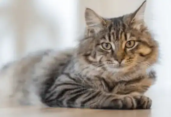 Treasured pets now safer as microchipping for cats becomes compulsory