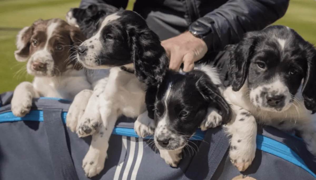 Birmingham Bears Cricket Stars Inspire New Litter of West Midlands Police Pups