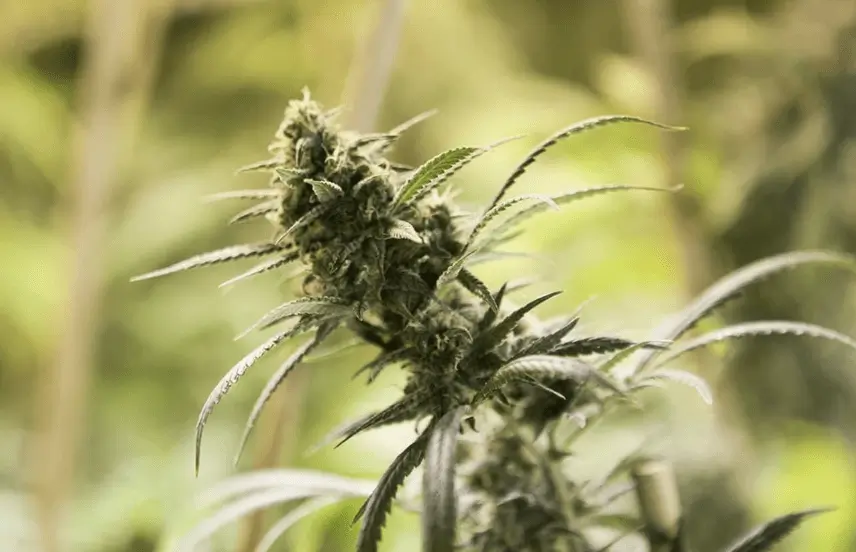 Fire Crew’s Tip-Off Leads to Massive Sherwood Rise Cannabis Bust with 130 Plants Seized