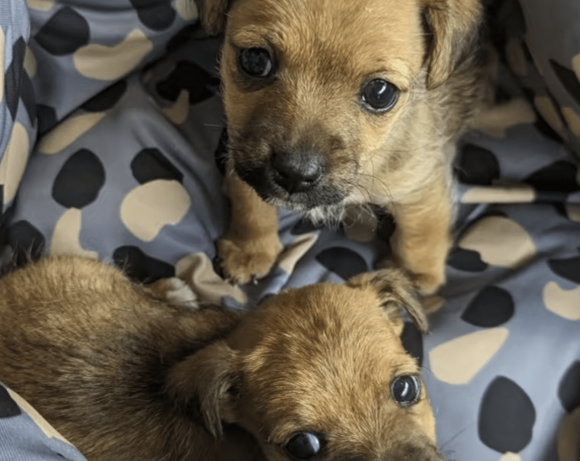 Five-week-old Terrier Puppies Have Been Found Abandoned In A Carrier Bag