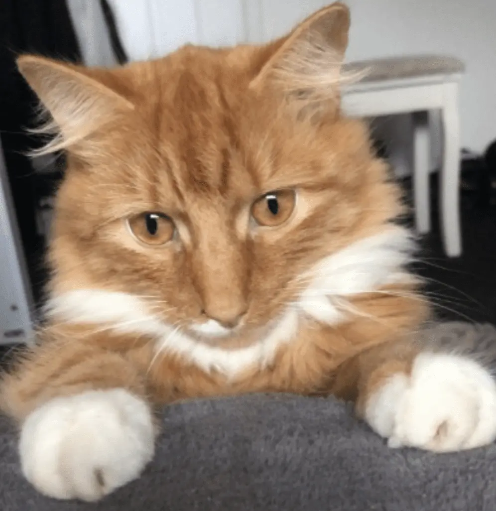 Police in Harrogate are appealing for witnesses and information about a cat that was shot dead