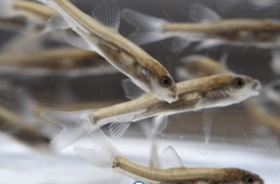 Close Season For Coarse Fishing Begins In Time For The First Day Of Spring