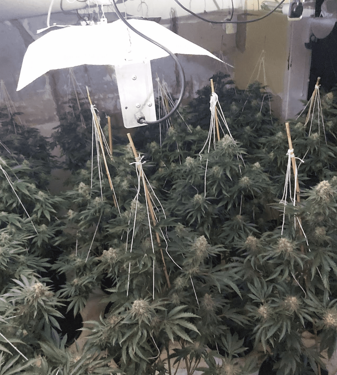 Five People Have Been Arrested And A Large Amount Of Cannabis Seized Following Work By Police In Folkestone