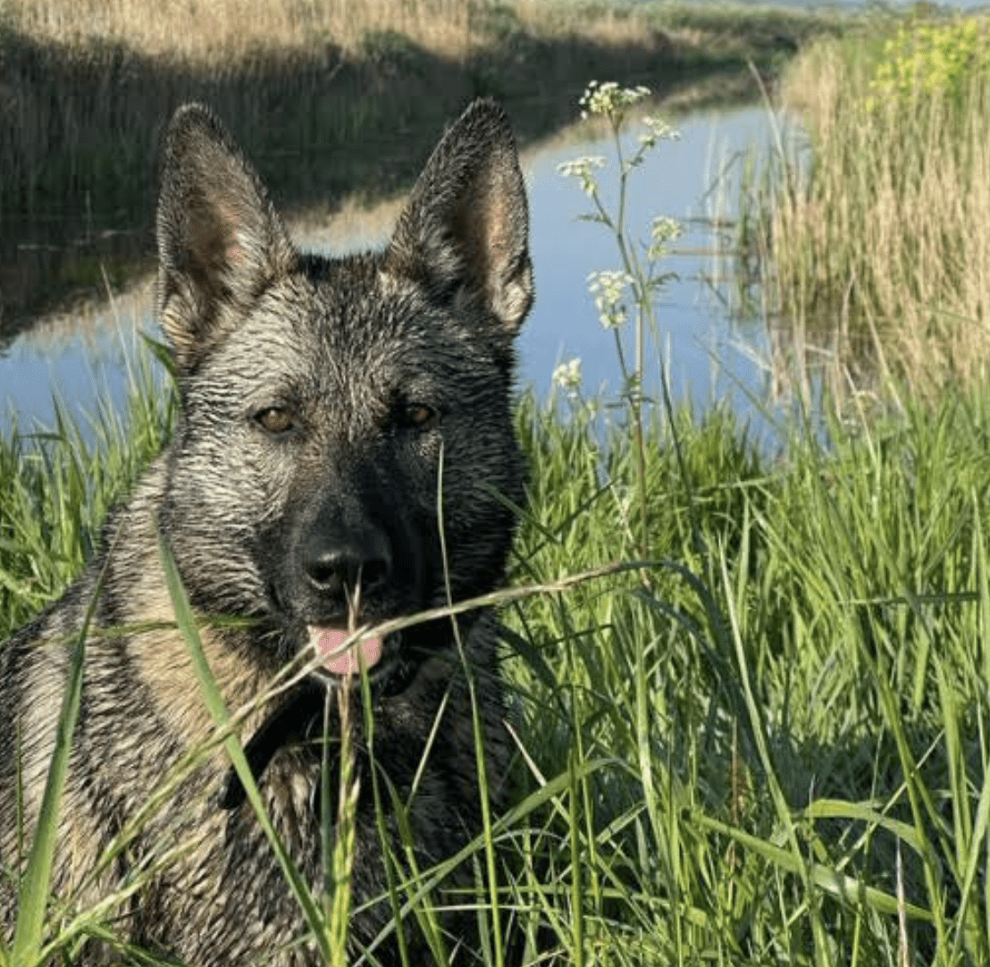 Two Men Suspected Of Stealing Fuel From Lorries Were Arrested Following Quick Work From A Kent Police Dog And Officers
