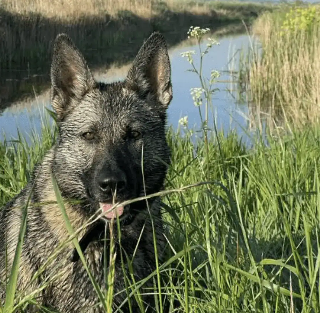 Two men suspected of stealing fuel from lorries were arrested following quick work from a Kent Police dog and officers