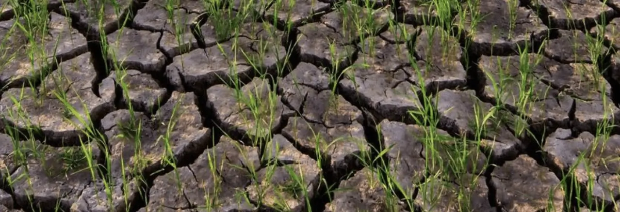 Climate Change Fuels Rapid Flash Droughts Across 74% of the Globe, Scientists Warn