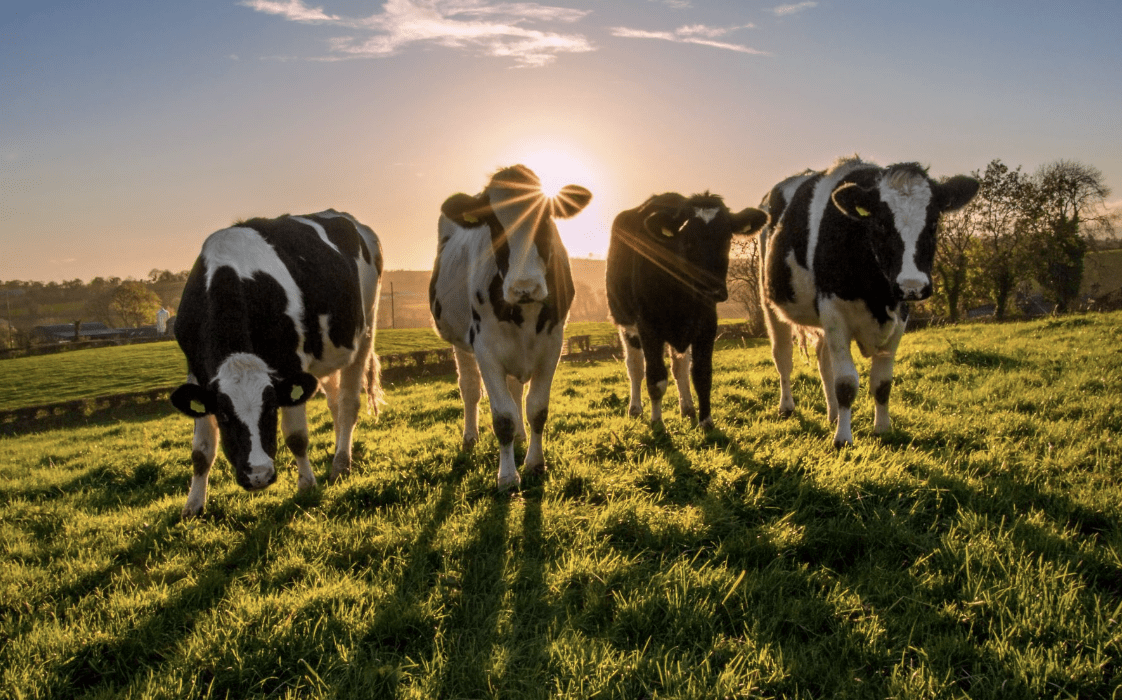 Farmer Fined After Dog Walker Thrown 8ft Into The Air And Trampled By Cow