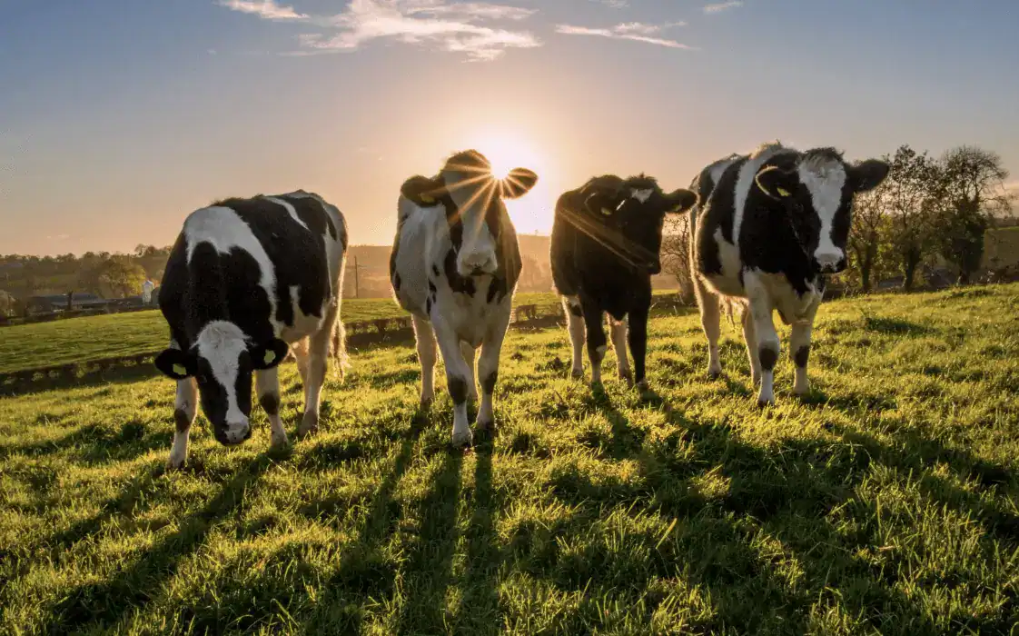 Farmer Fined After Dog Walker Thrown 8ft Into The Air And Trampled By Cow