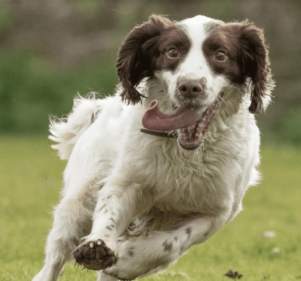 Kent Police Dog Clay sniffed out thousands of pounds of suspected drug money when officers searched a car in Gravesend