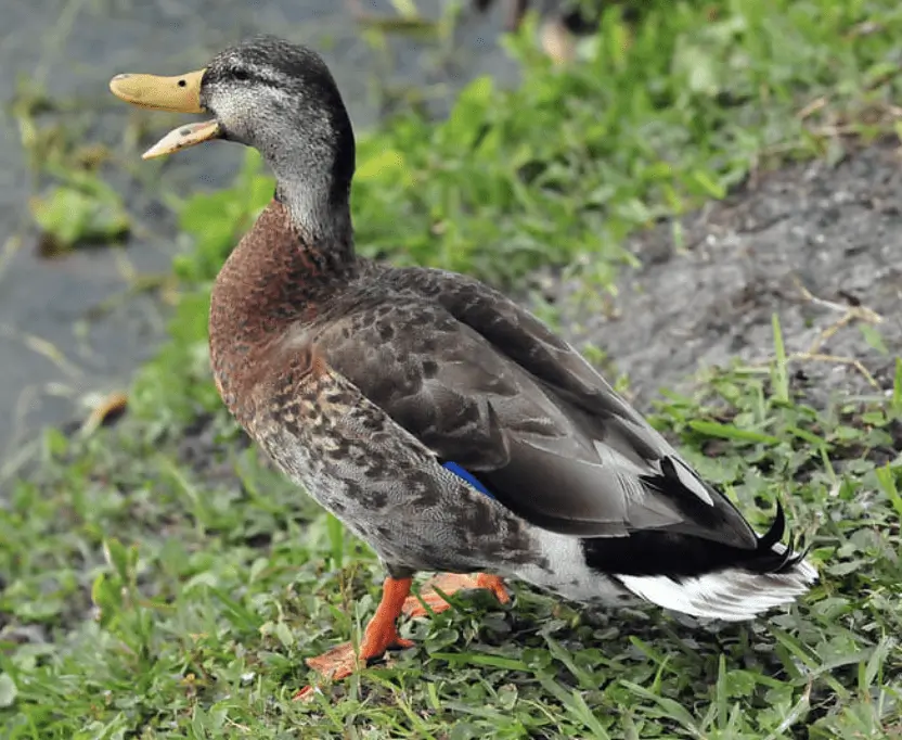 Hampshire Police and RSPCA Hunt Youth Gang After Shocking Duck Abuse at Riverside Park