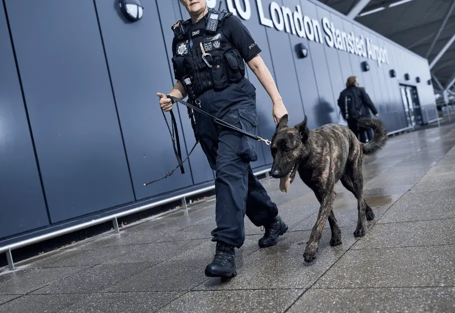 Stansted Security Scare: Woman Arrested After EasyJet Flight Lockdown, Set to Face Court