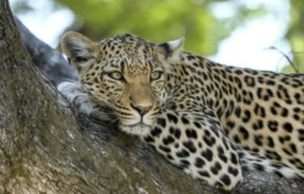 Government Reaffirms Support For The Ban On Hunting Trophies