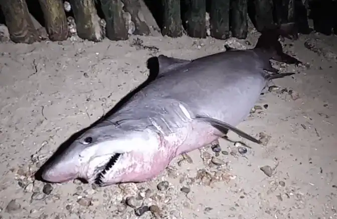 Experts Have Stated Following The Discovery Of The Smalltooth Tiger Shark (odontaspis Ferox) In Lepe On Saturday It Was Likely Not Have Been Alone