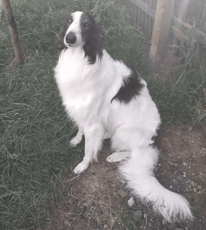 Yorkshire Dog Attack: Pet Killed as Owner Chased by Man’s Unleashed Lurcher-Bulldog Crosses in Maltby Fields