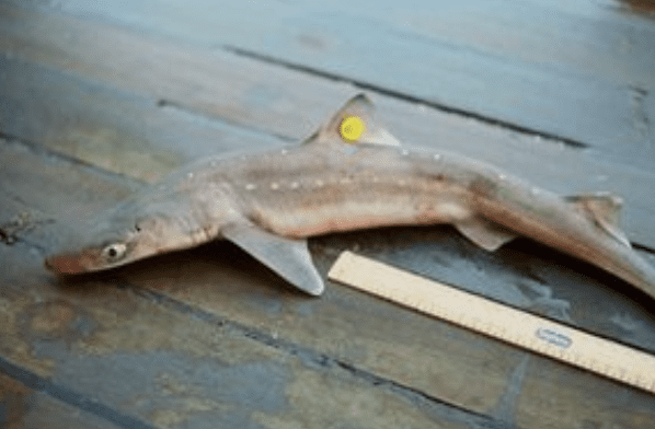 Spurdog Fishing Returns To Uk Waters After Stock Recovers