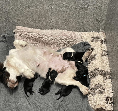 Six Cocker Spaniel Puppies Who Were Just Moments From Death Were Rescued By Officers At The Weekend