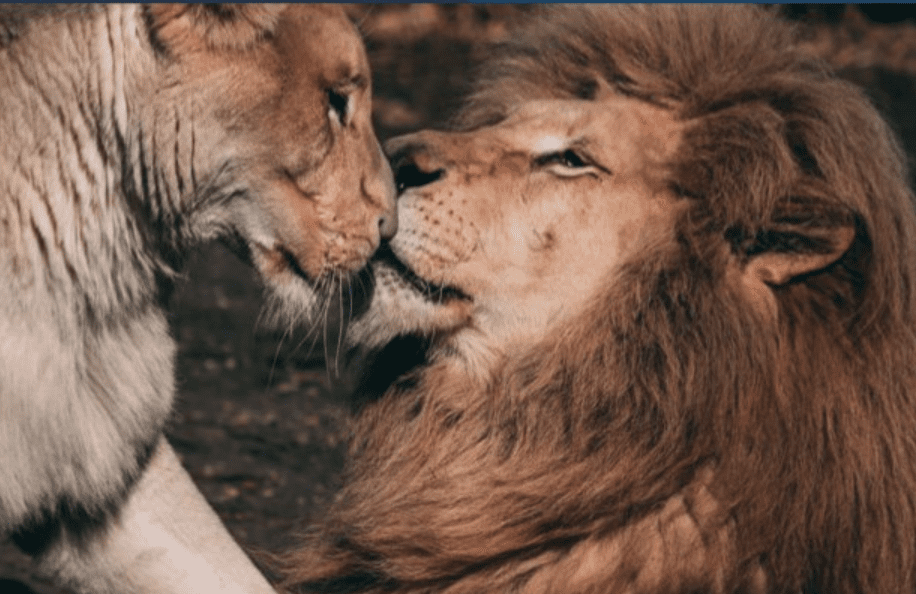 The Recent Heavy Fighting In Sudan Has Not Only Caused Chaos Amongst The People Of The Country But Has Also Raised Concerns About The Welfare Of Animals Living In A Wildlife Reserve