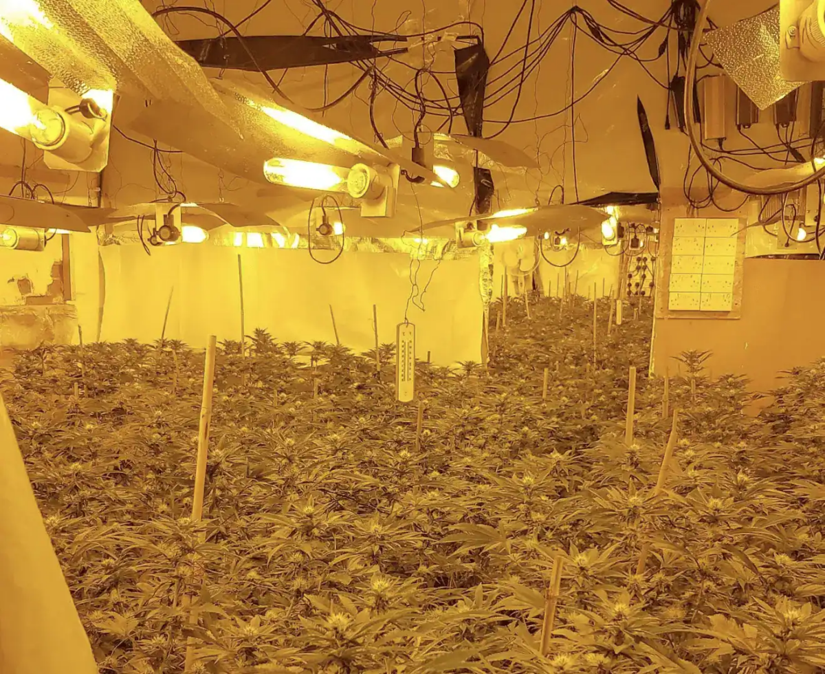 Two people have been arrested after cannabis plants were discovered at an address in Chatham town centre