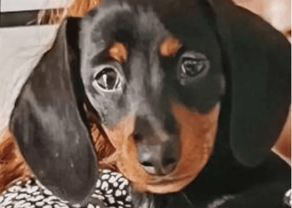 A Puppy That Was Taken From A Girl While She Was Swinging In Her Garden Has Been Found, According To Authorities