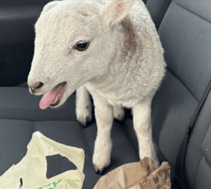 Police Officers Make A Shocking Discovery When They Stopped A Car