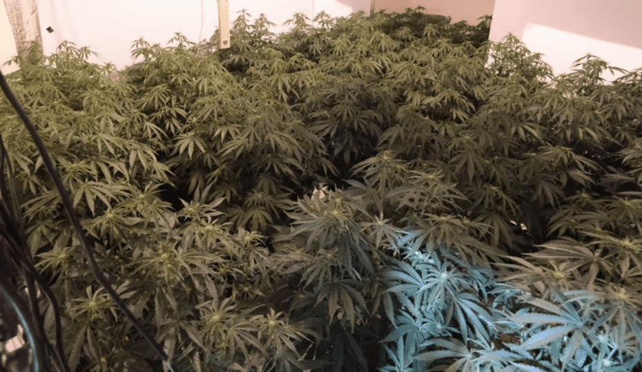 Police Have Charged A Suspect After Shutting Down A Cannabis Farm In A House