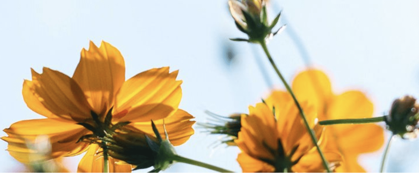 Mild and Cloudy Christmas Day Forecast for London, Says Met Office