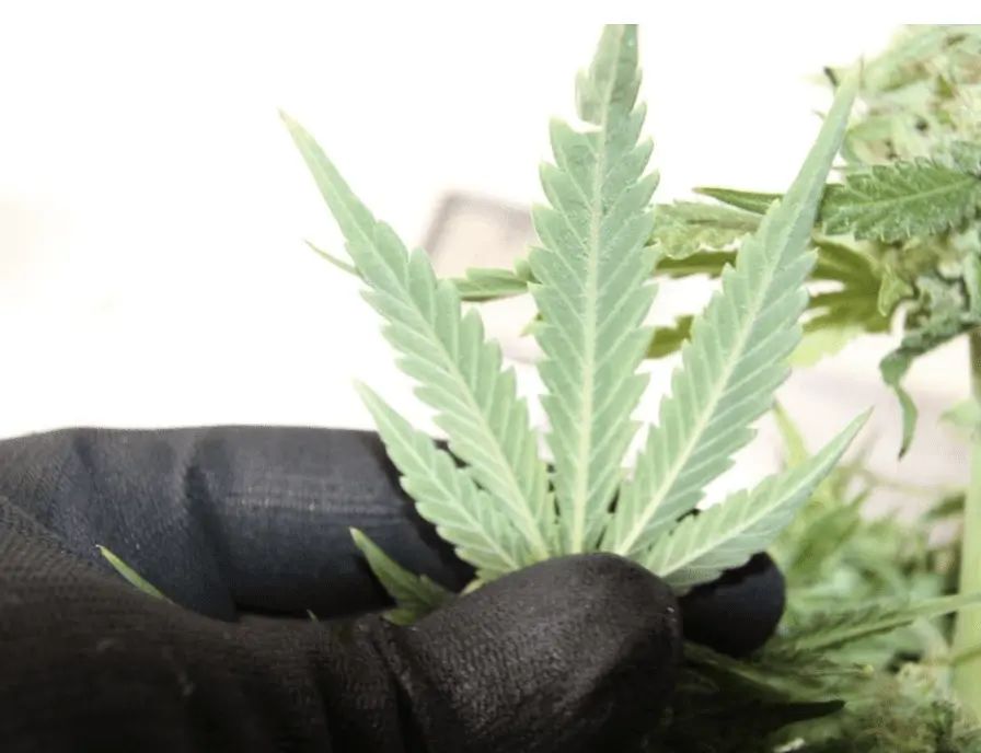 Cannabis Plants Were Found In A House In Nottingham After A Reported Break-in