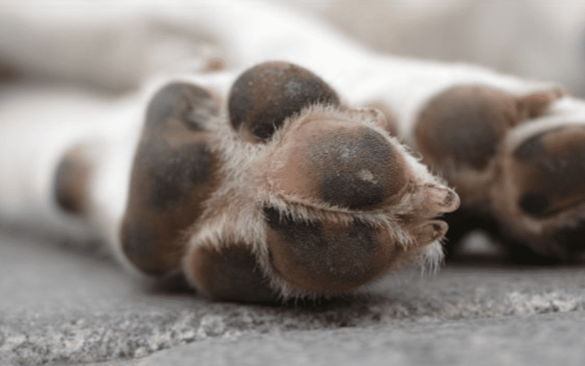 Property Guru Phil Spencer Is Escaping To The Country To Enjoy A Rural Idyll With His Four-legged Friends, And Some Celebrity Pals