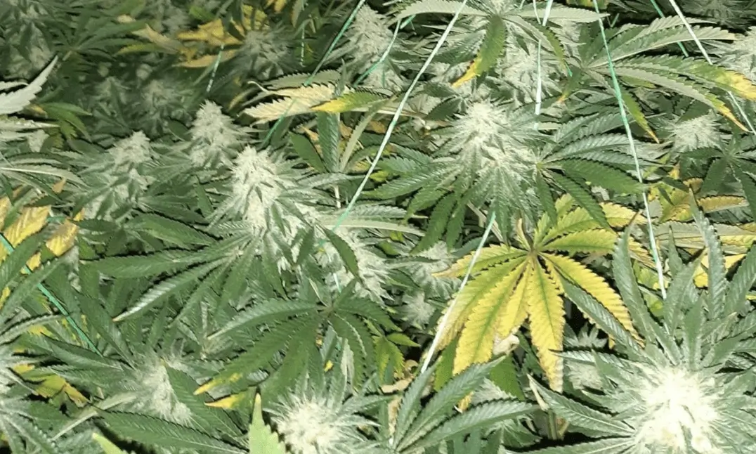 Response Cops Followed A Lead As Well As Their Noses To Break Up A Cannabis Grow Inside A House