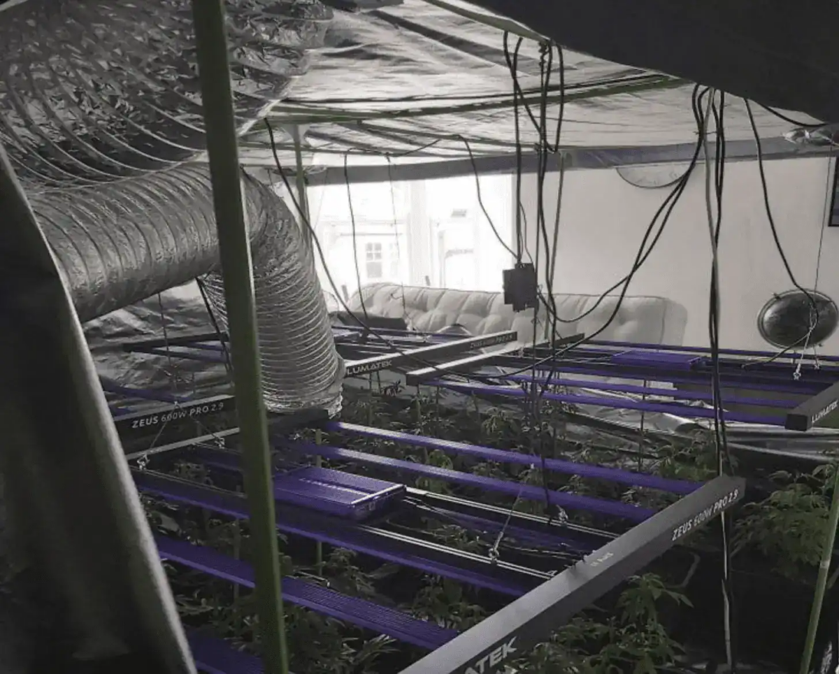 Kent Police Seize 200 Cannabis Plants in Broadstairs Drug Farm Raid