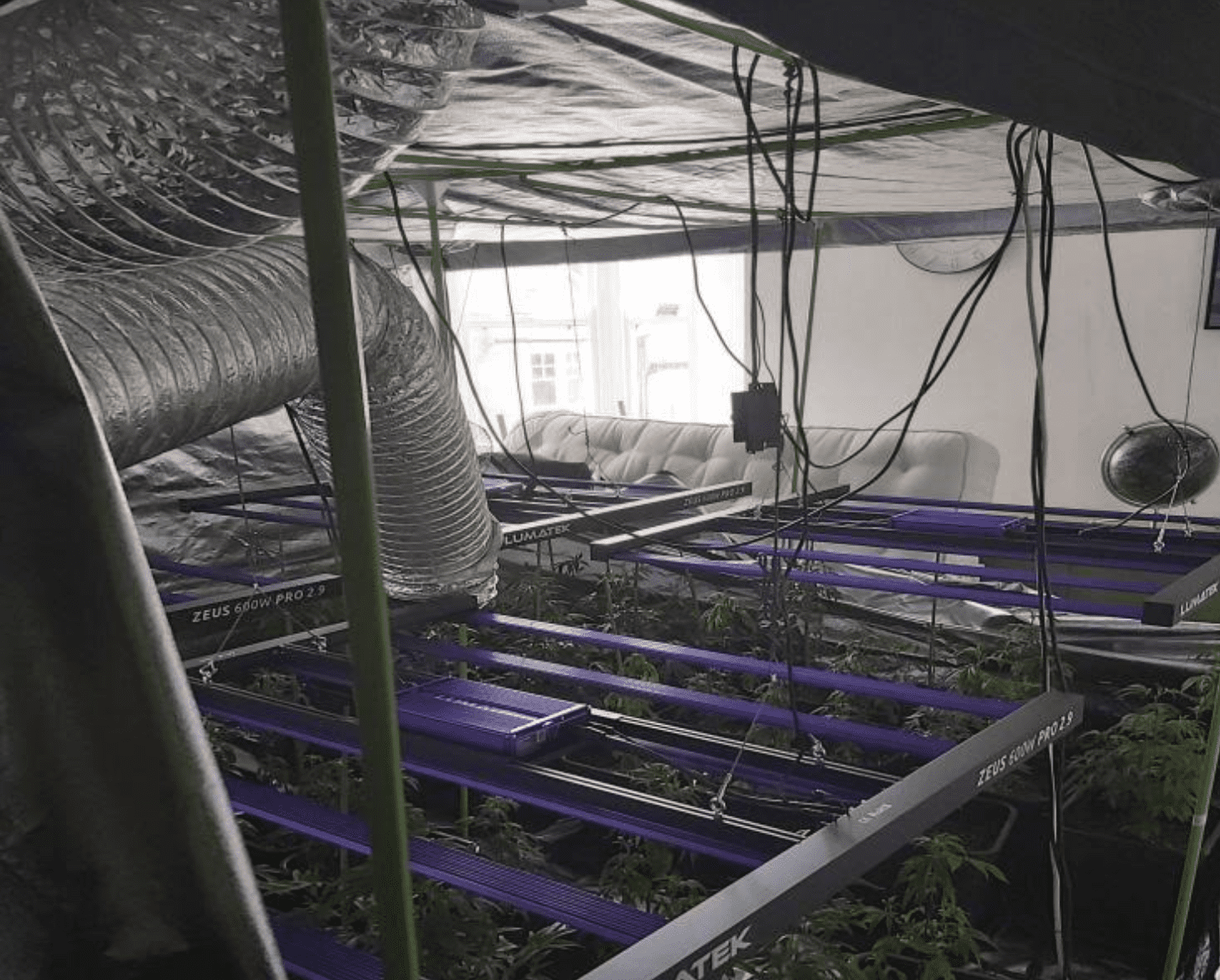 An Estimated Total Of Two Hundred Cannabis Plants Have Been Seized By Police In Broadstairs