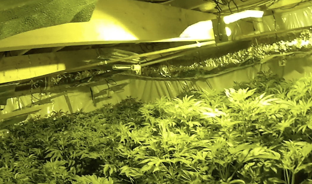 Police Uncovered A House Packed To The Brim Full Of Cannabis While Responding To A Separate Report At The Property